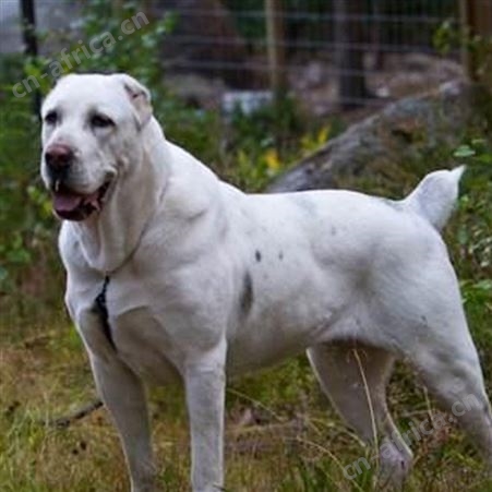 中亚牧羊犬养殖基地 纯种宠物幼犬 提供技术指导 好养易活