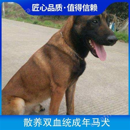 散养双血统成年马犬 品种马犬 公母均有 体长63-68cm
