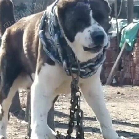 中亚牧羊犬出售 看家护院护卫犬 双血统 抗病力强