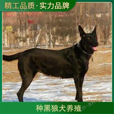 纯种黑狼犬养殖基地 免疫驱虫已做完 体重15kg 年龄2-6
