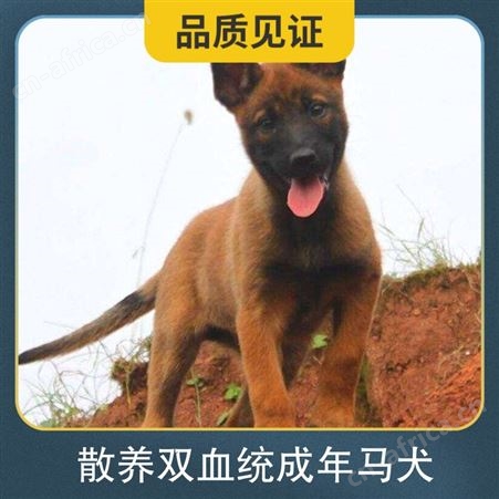 散养双血统成年马犬 品种马犬 公母均有 体长63-68cm