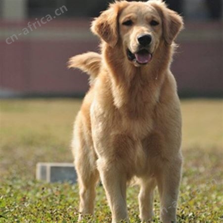 散养成年宠物金毛犬 巡回导盲犬 体格好 聪明温顺 明茂