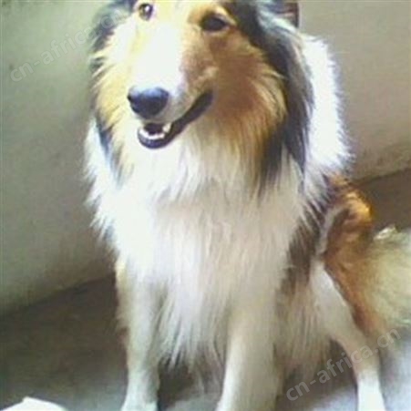 散养德国牧羊犬 双血统萌犬幼崽 适应能力强 生长速度快