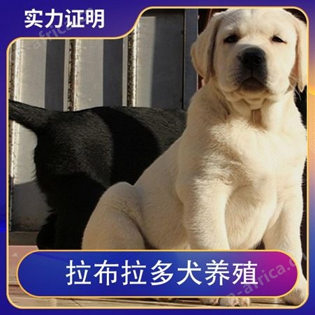 拉布拉多犬养殖基地 颜色黄色 出栏率40 体高12cm