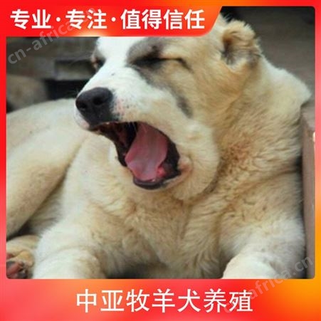 中亚牧羊犬养殖 规格幼崽 颜色黑白花 品种德国牧羊犬