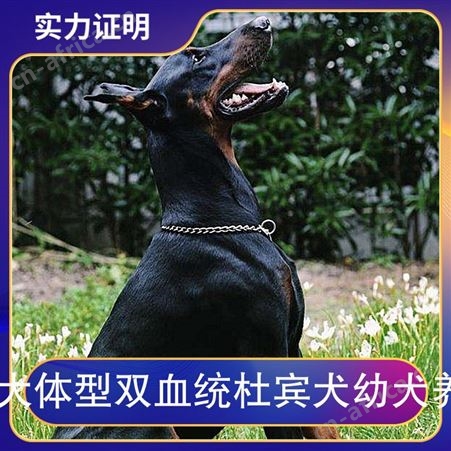 大体型双血统杜宾犬幼犬养 品种杜宾犬 公母均有