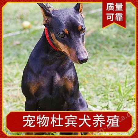 宠物杜宾犬养殖 品种杜宾犬 养殖方式散养 特点抗粗放管理