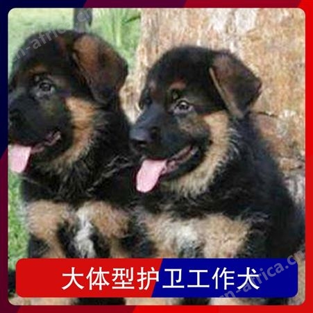 大体型护卫工作犬 体高65cm 毛色黄褐色 怀胎期58～65天