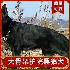 大骨架护院黑狼犬 年龄幼年 体型大型 品种黑狼 体重16KG