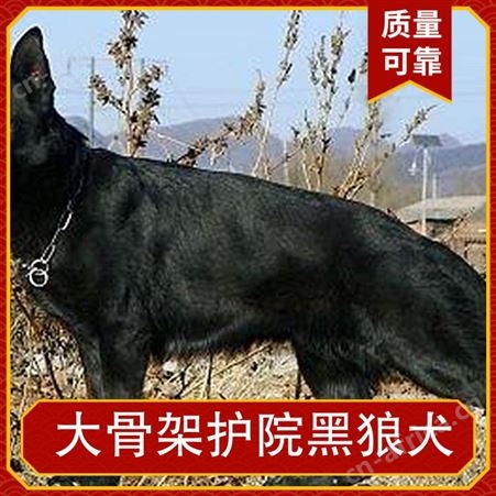 大骨架护院黑狼犬 年龄幼年 体型大型 品种黑狼 体重16KG