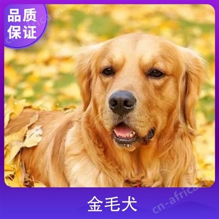 金毛犬和金毛寻回犬 成活率百分之98 公母均有 产子率1-3只