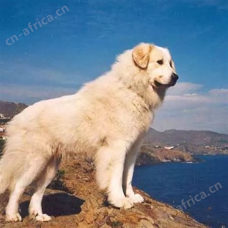 农家养殖双血统中亚牧羊犬幼崽 品种优良 科学饲养 体型匀称