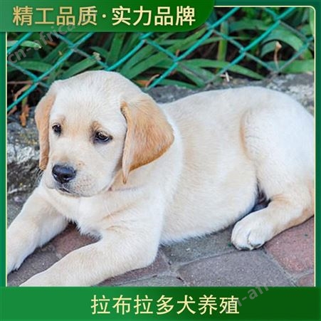 拉布拉多犬养殖基地 颜色黄色 出栏率40 体高12cm