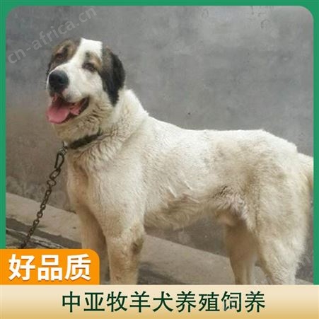 中亚牧羊犬养殖饲养 胸围60cm 体长105cm 体高75cm
