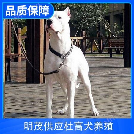 明茂供应杜高犬养殖 公母均有 品种杜高犬 品类犬类