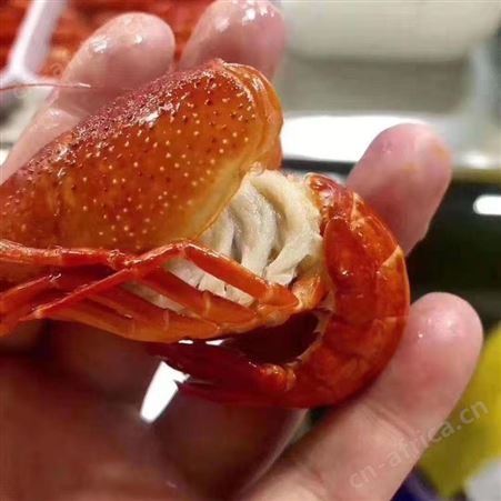 新货潜江清水速冻原味小龙虾678钱大青大红海鲜水产餐馆食材