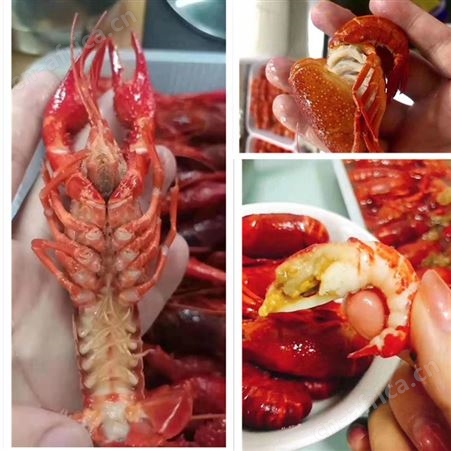 新货潜江清水速冻原味小龙虾678钱大青大红海鲜水产餐馆食材